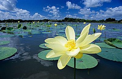 除了《伊苏10》 开发商Falcom还在开发另一款新游戏